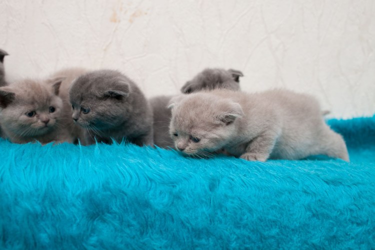 Новорожденные котята вислоухие