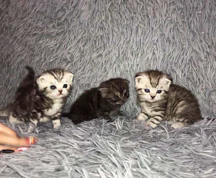 Сиамские вислоухие котята