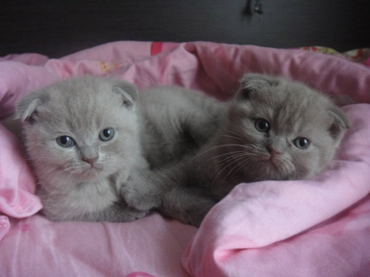 Шотландские котята после рождения