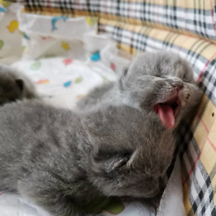 Британские котята вислоухие Новорожденные