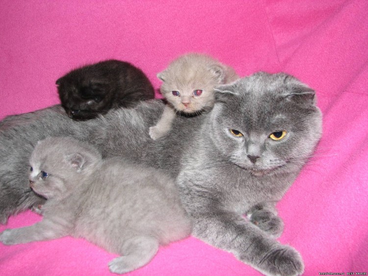 Вислоухие котята шотландцы Новорожденные