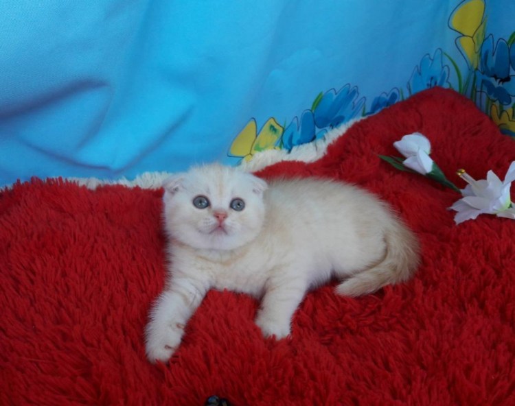 Вислоухие котята 20 дней