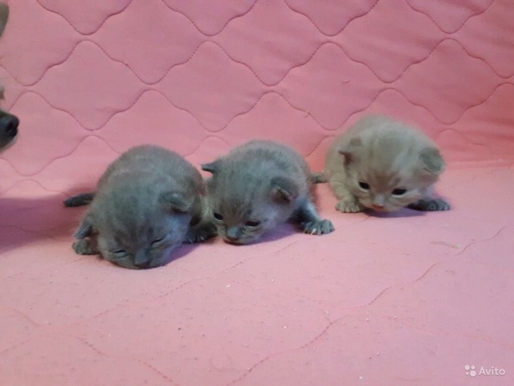 Британские котята вислоухие Новорожденные