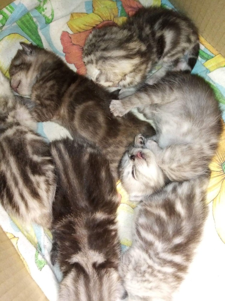 Новорожденные котята вислоухие Шотландские
