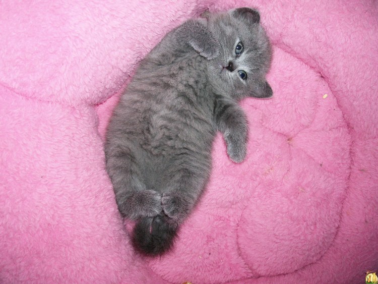 Шотландская кошка котенок