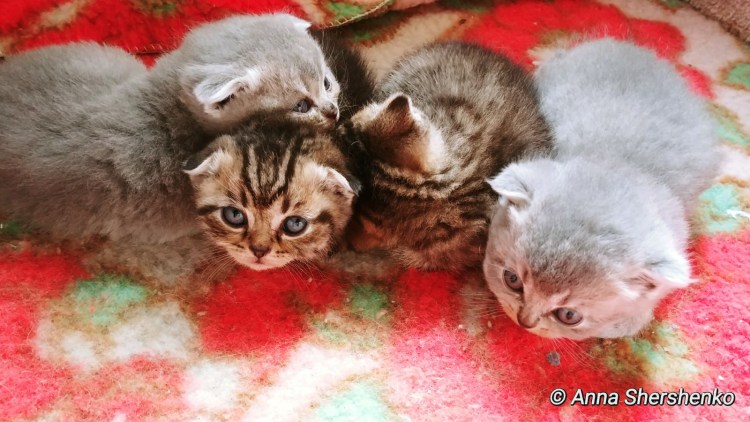 Британские котята вислоухие Новорожденные