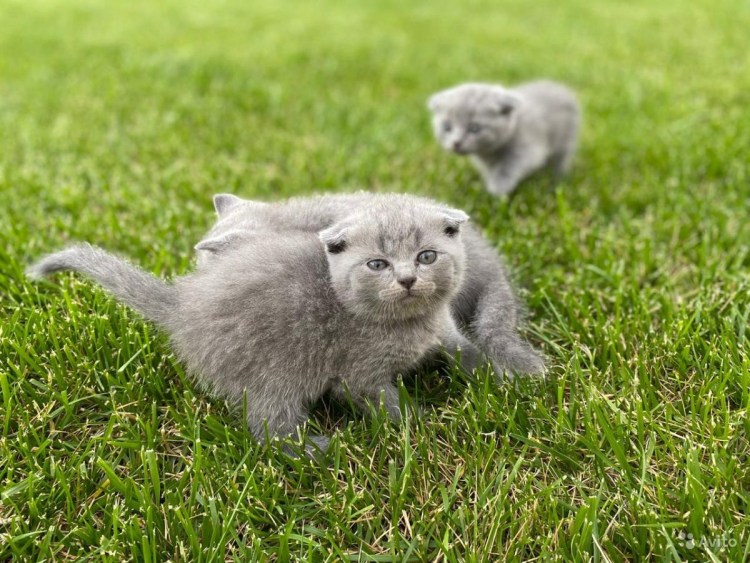 Саранск Шотландские вислоухие котята