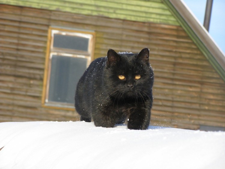 Кот британец черный