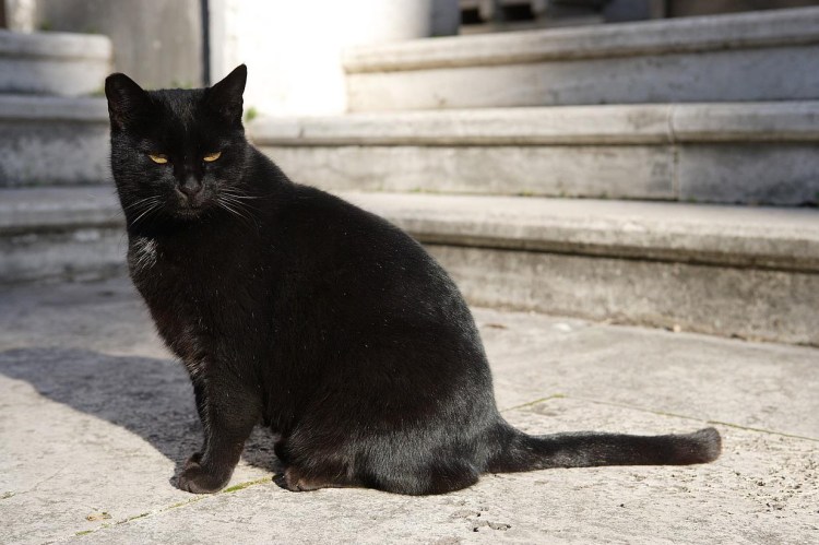 Жирная черная кошка
