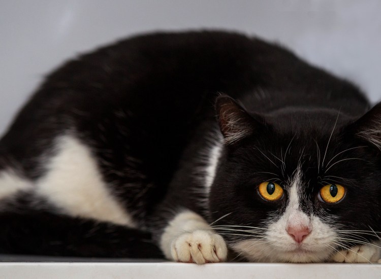 Силуэты мультяшных кошек