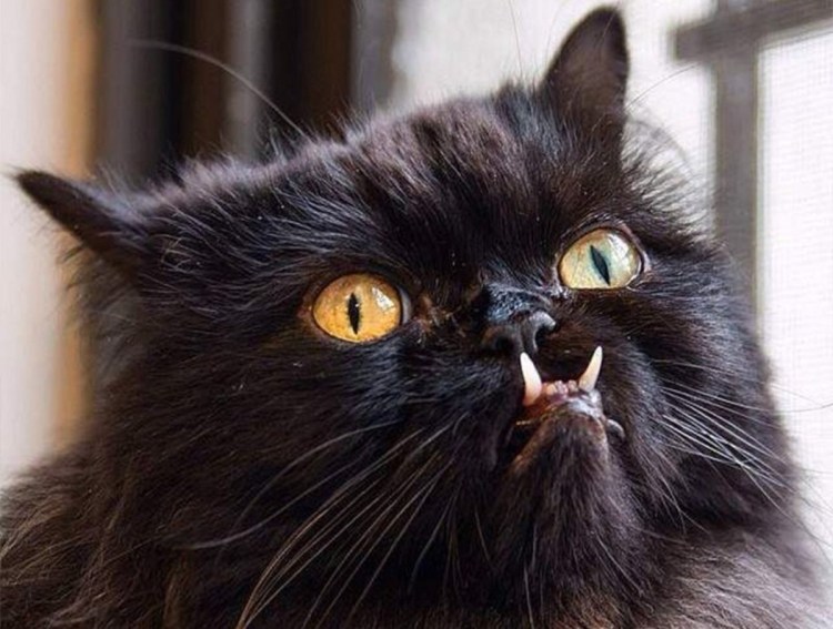 Черная кошка с зелеными глазами