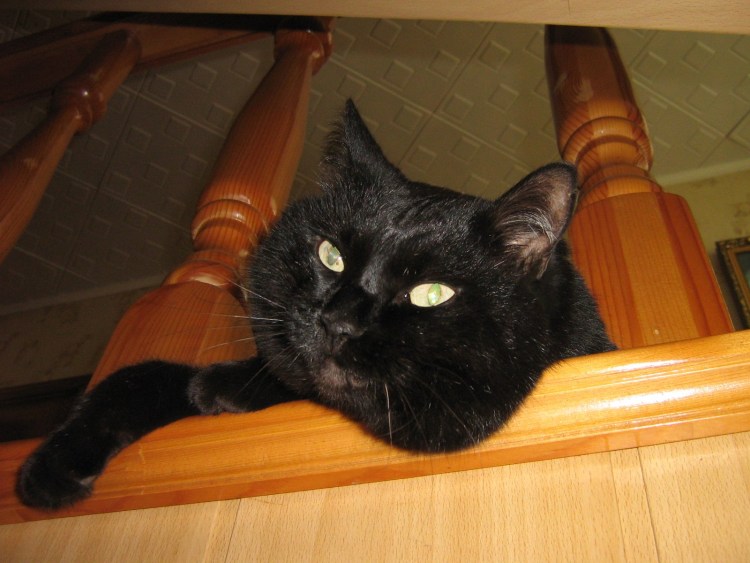 Чёрный толстый котёнок