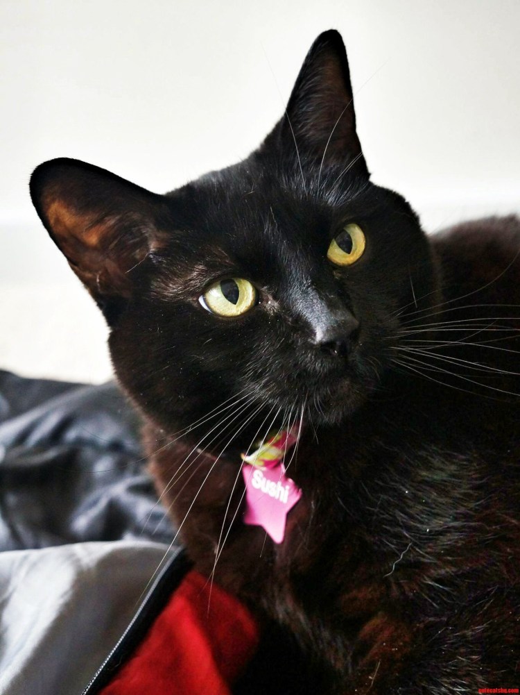 Черный кот 4к