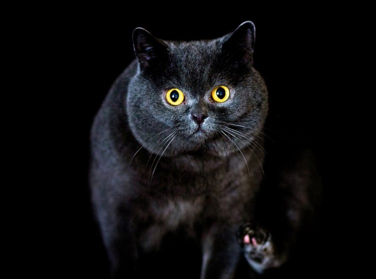 Кот Зигмунд