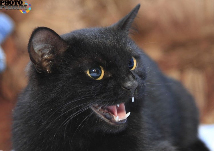 Толстые пушистые коты