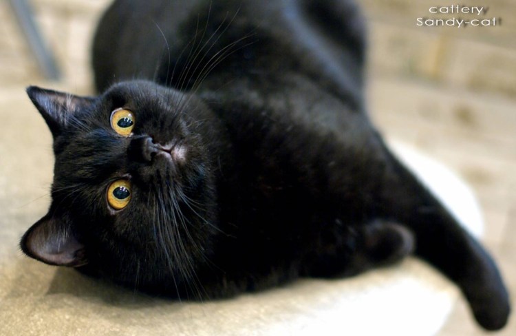 Черный Солид британец