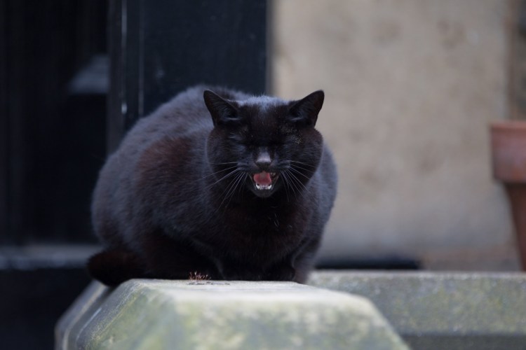 Британец кошка черная