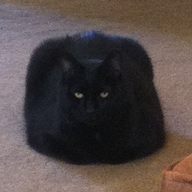 Жирная черная кошка