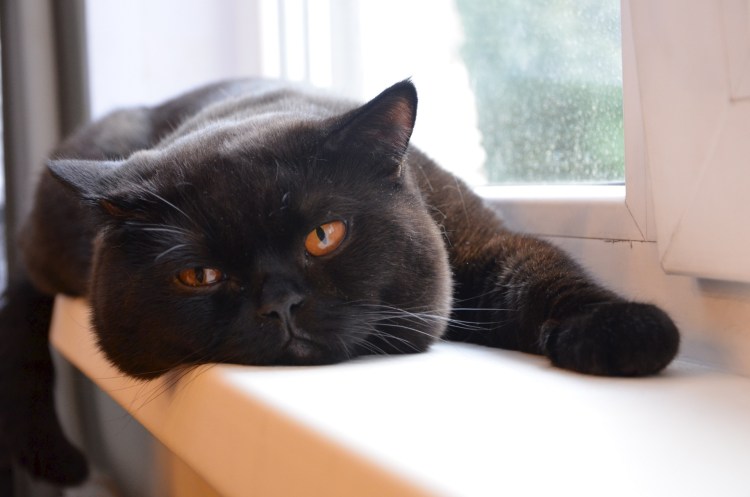 Толстая черная кошка