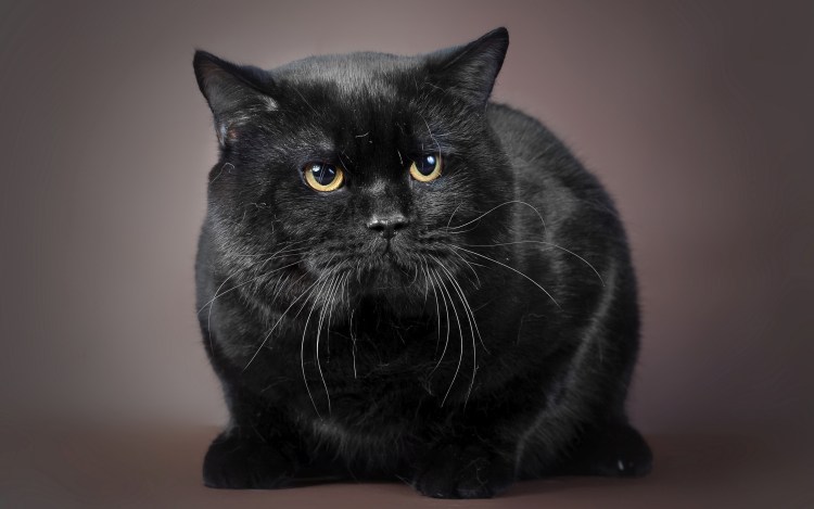 Злой черный котик