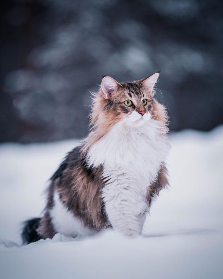 Сибирская трехшерстная кошка