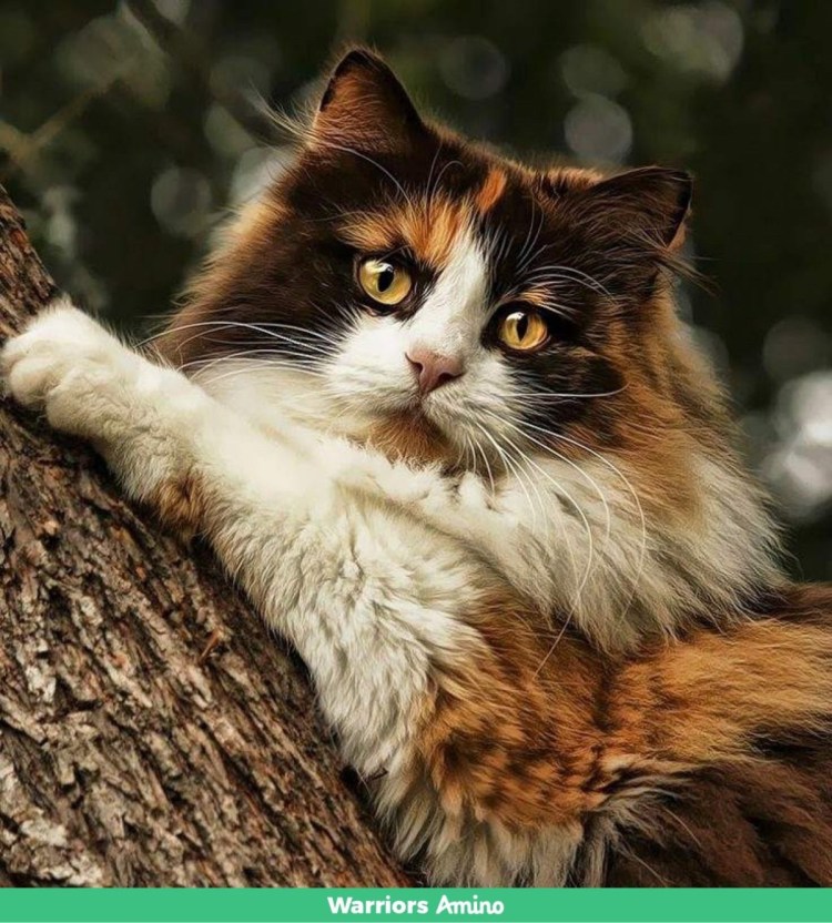 Сибирская Калико кошка