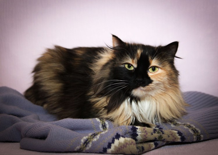 Сибирская Калико кошка