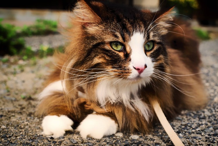 Норвежский Лесной кот биколор