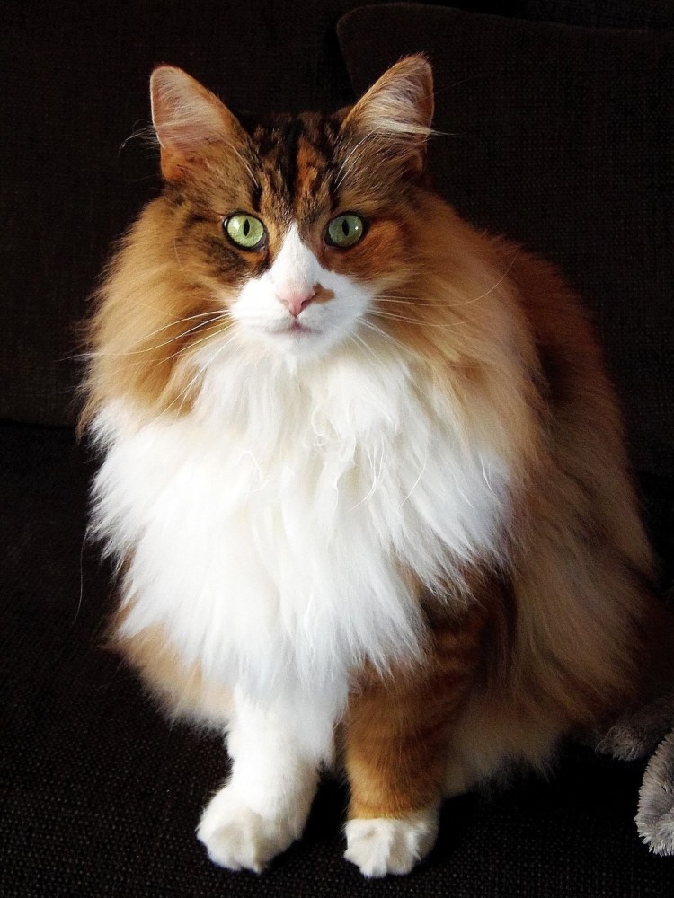 Норвежская Лесная кошка черепаховая