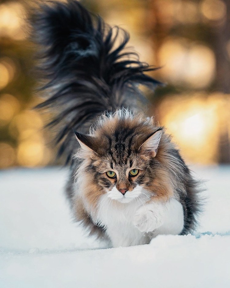 Норвежская Лесная кошка черепаховая