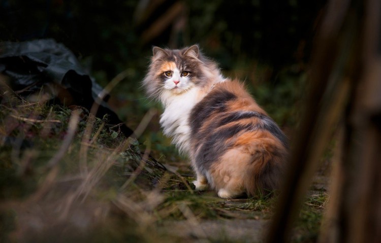 Норвежская Лесная кошка Калико