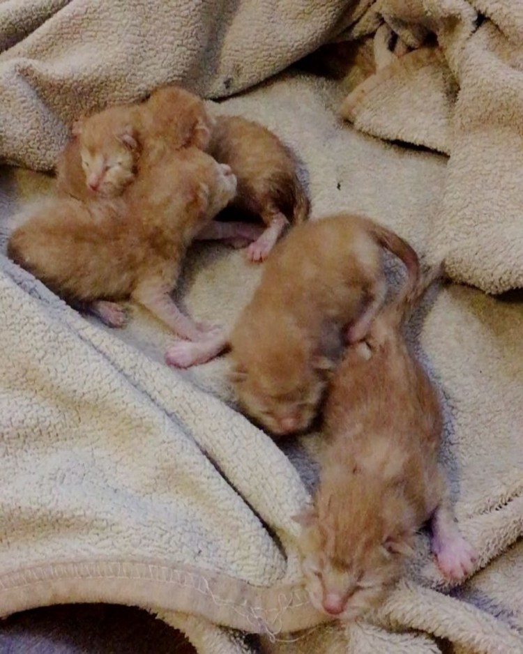 Котенок открыл глазки