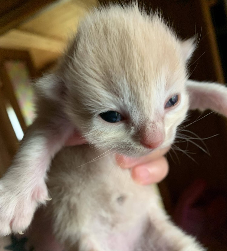 Глаза новорожденных котят