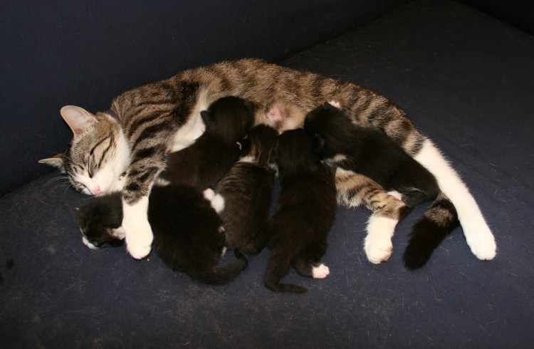 Британские котята вислоухие Новорожденные