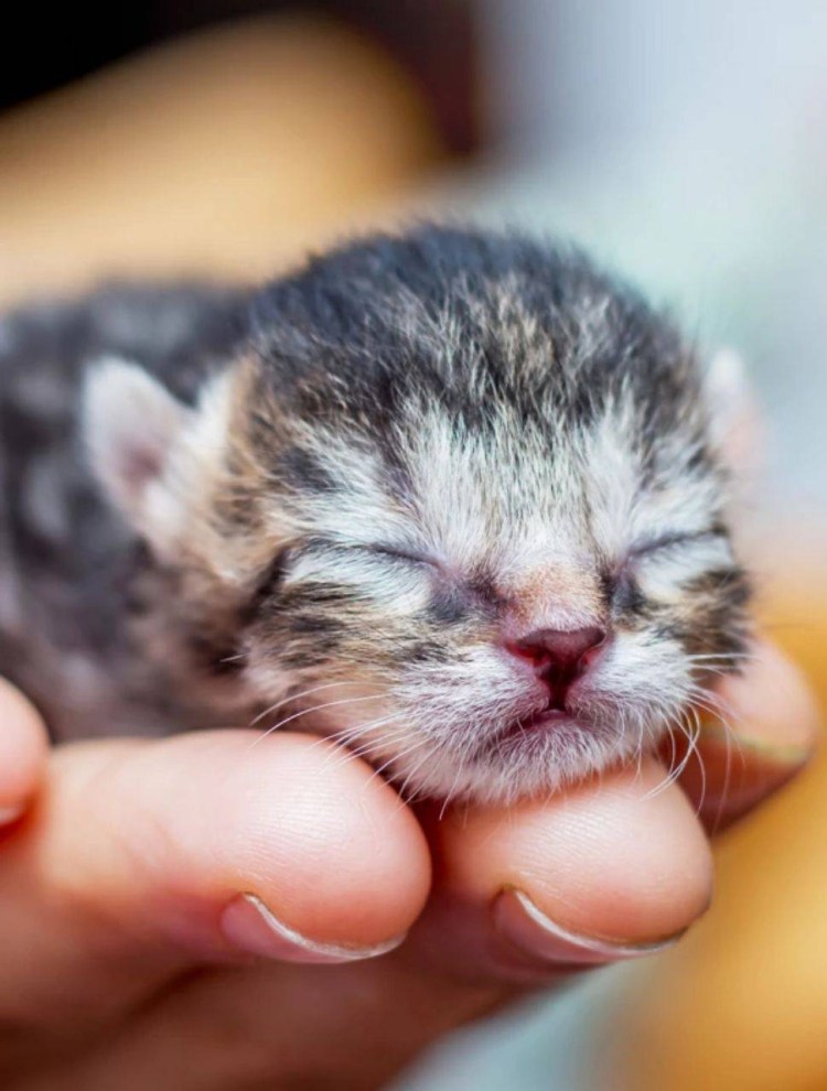 Котенок открыл глазки