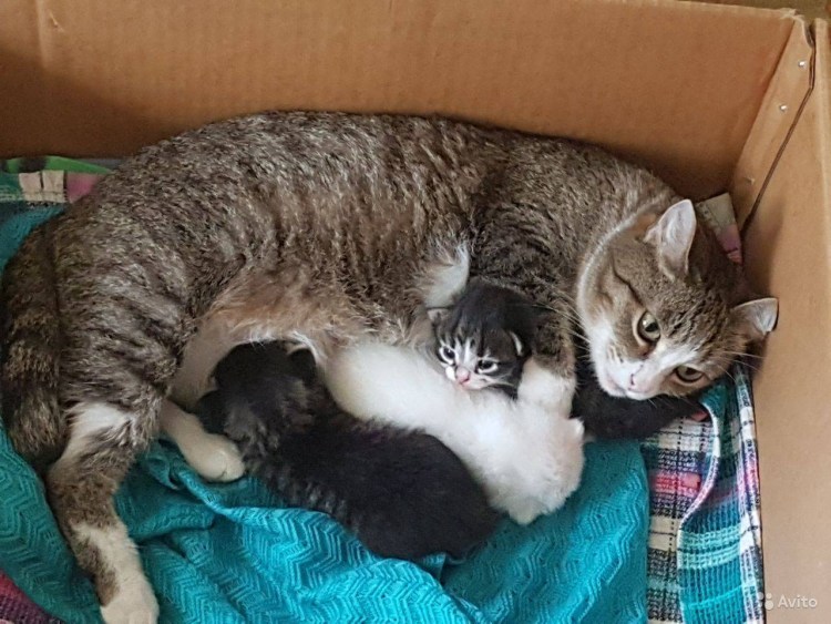 Котенок открыл глазки