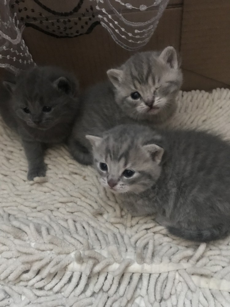 Маленькие родившиеся котята