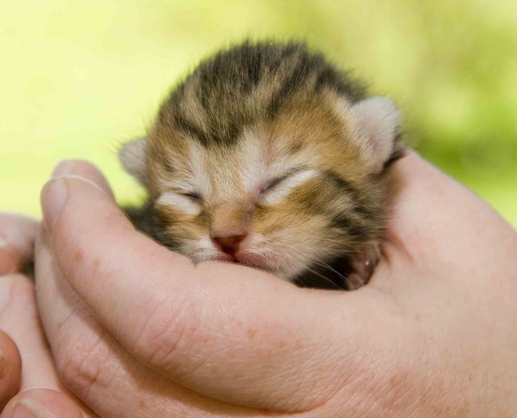 Сколько кошки вынашивают котят