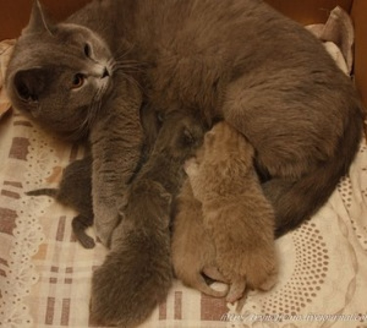 Когда бенгальские котята открывают глазки