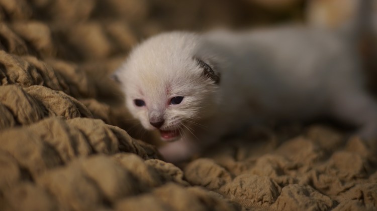 Котят сфинкс после рождения