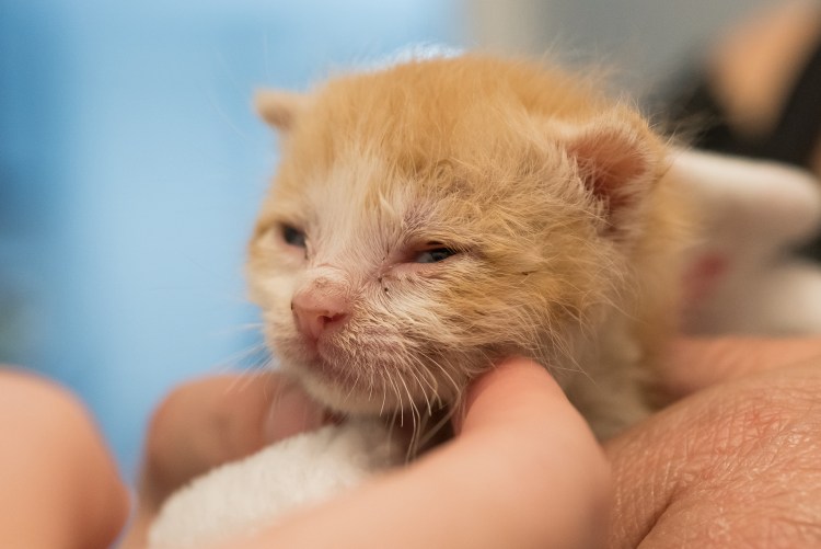 Котенок открыл глазки