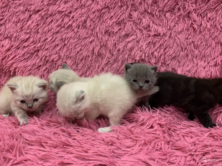 Котята Слепые новорождённые