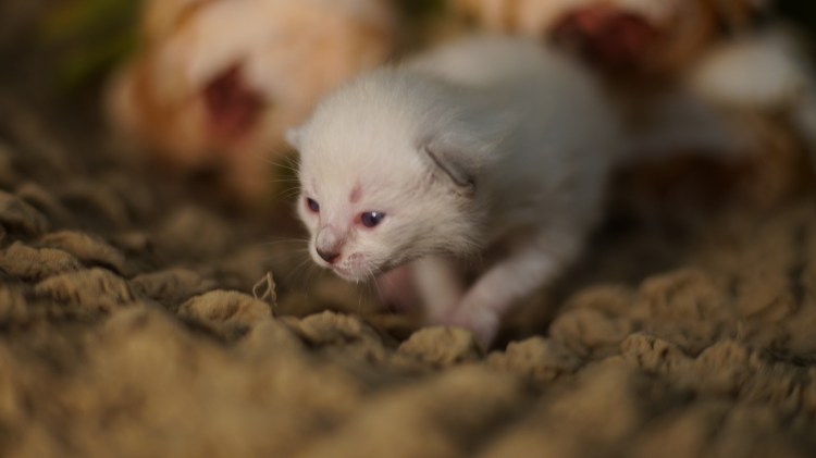 Котята открывают глаза