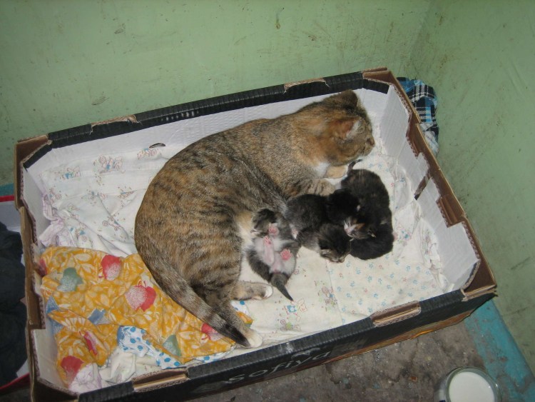 Маленькие котята которые только родились