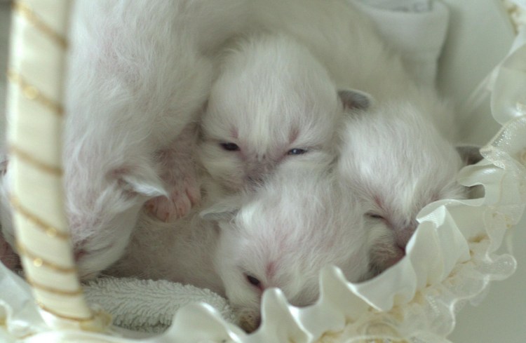 Котёнок родился с открытыми глазами