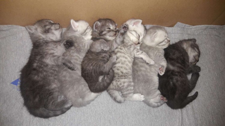 Фото белого котенка который не открыл глазки