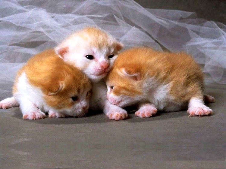 Котята которые толкорадилиси