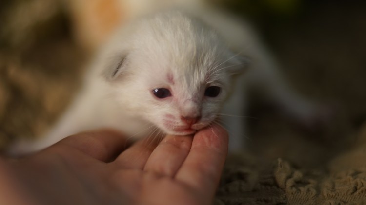 Рыжие Слепые котята