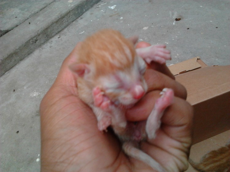 Новорожденный котенок