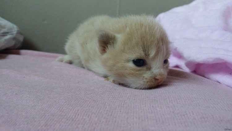 Чем кормить не чистокровных шотландских котят